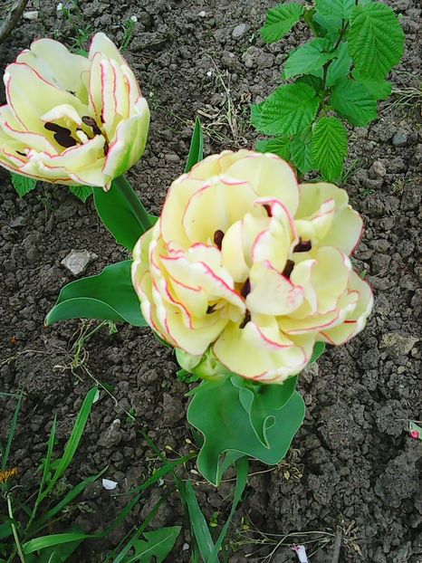 Photo0539 - Lalele 2015