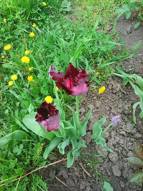 Photo0540 - Lalele 2015