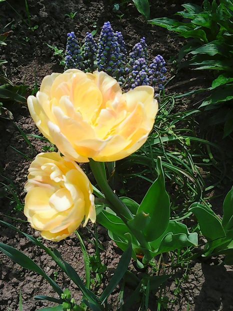 Photo0541 - Lalele 2015