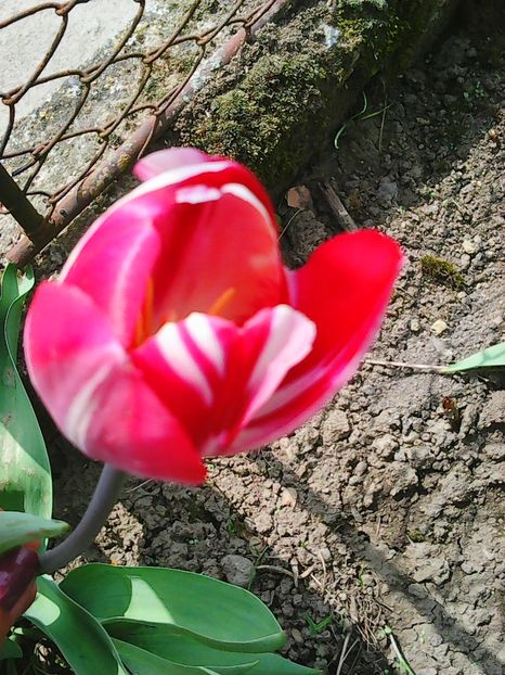 Photo0543 - Lalele 2015