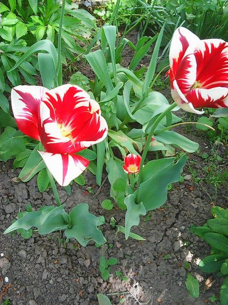 Photo0551 - Lalele 2015