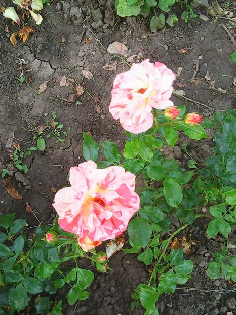 Photo0445 - trandafiri