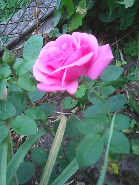 Photo0457 - trandafiri