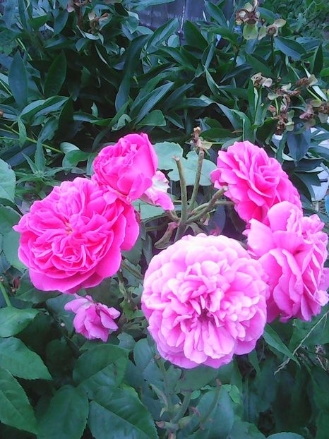 Photo0458 - trandafiri