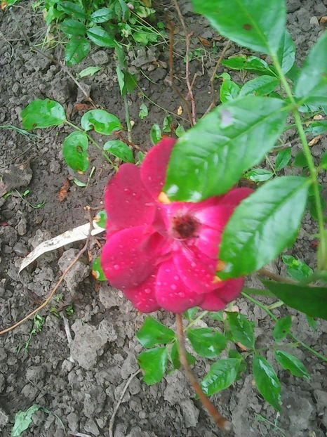 Photo0463 - trandafiri