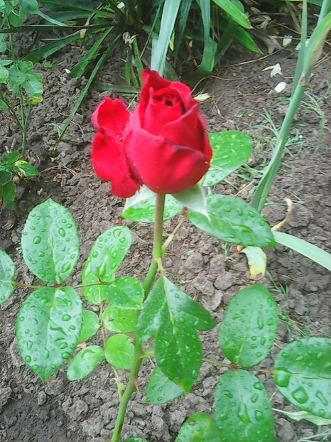 Photo0465 - trandafiri