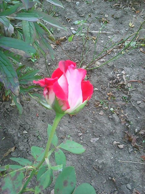 Photo0483 - trandafiri