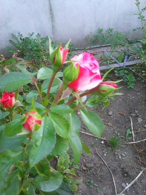 Photo0484 - trandafiri