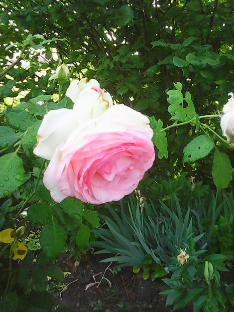 Photo0602 - trandafiri