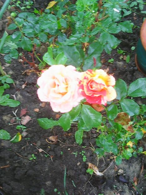 Photo0605 - trandafiri