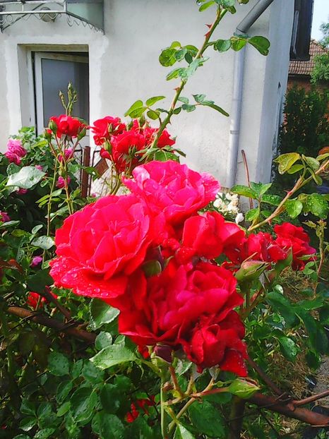 Photo0607 - trandafiri