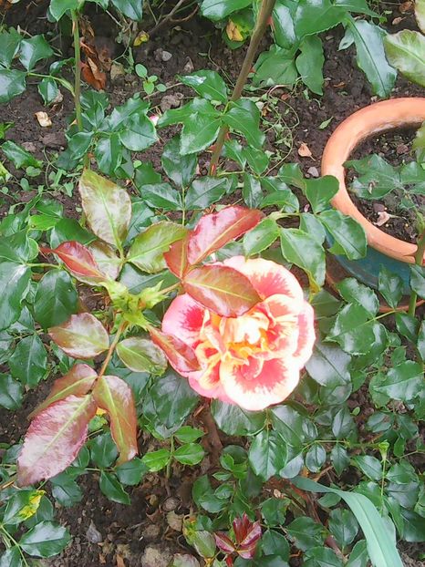 Photo0615 - trandafiri