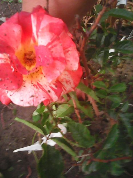 Photo0623 - trandafiri