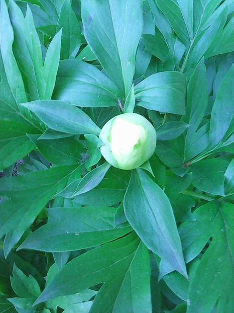 Photo0380 - Copy - Bujori 2015