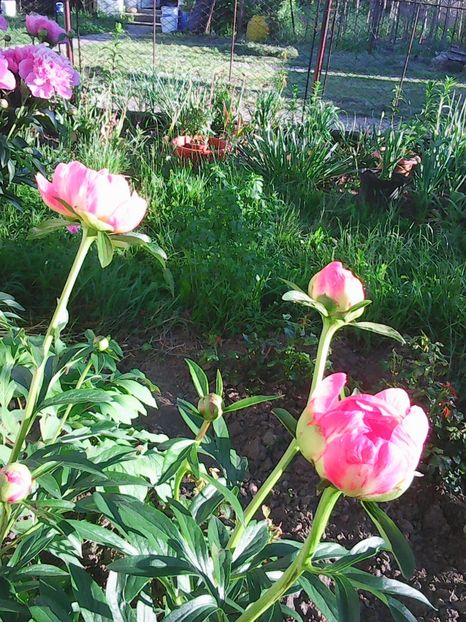 Photo0384 - Copy - Bujori 2015