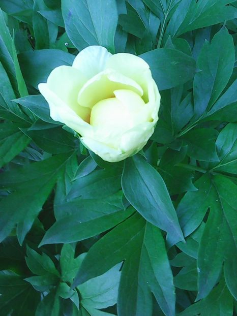 Photo0385 - Copy - Bujori 2015