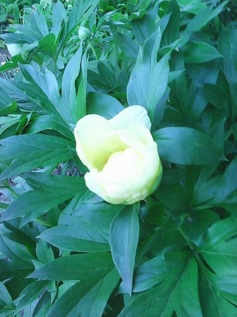 Photo0386 - Copy - Bujori 2015