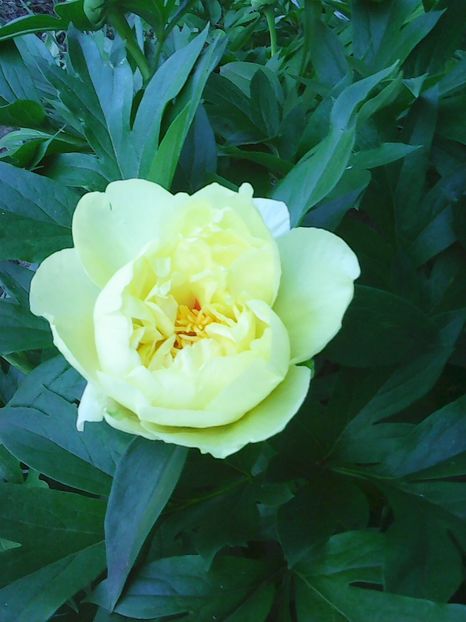 Photo0389 - Copy - Bujori 2015