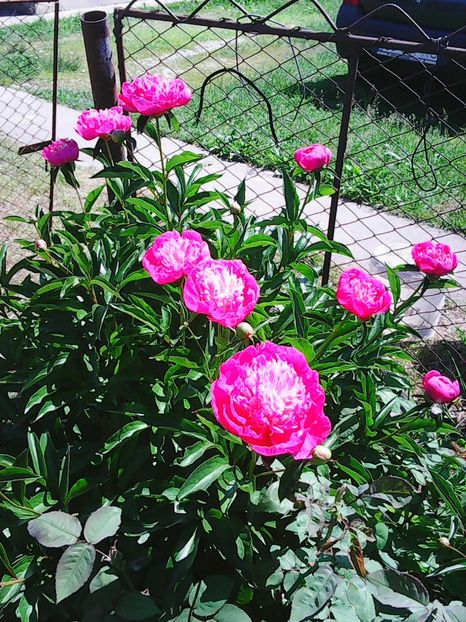 Photo0395 - Copy - Bujori 2015