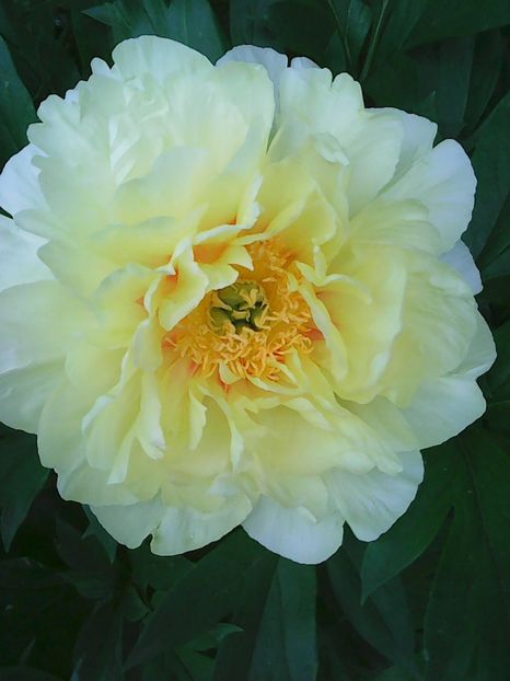 Photo0402 - Copy - Bujori 2015