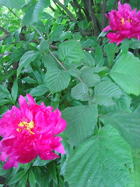 Photo0403 - Copy - Bujori 2015