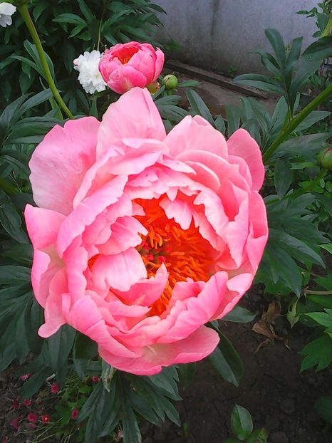 Photo0404 - Copy - Bujori 2015