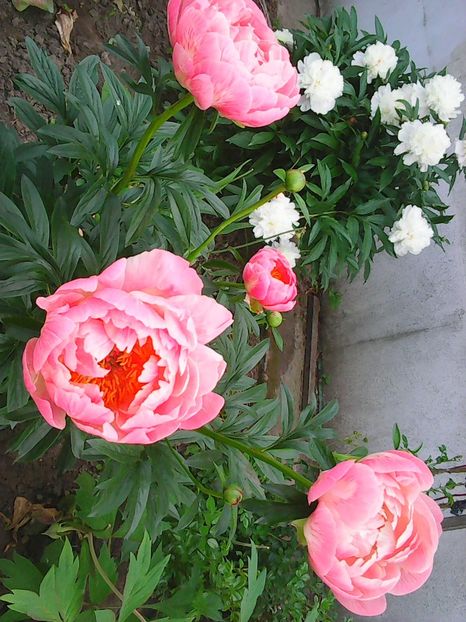 Photo0405 - Copy - Bujori 2015