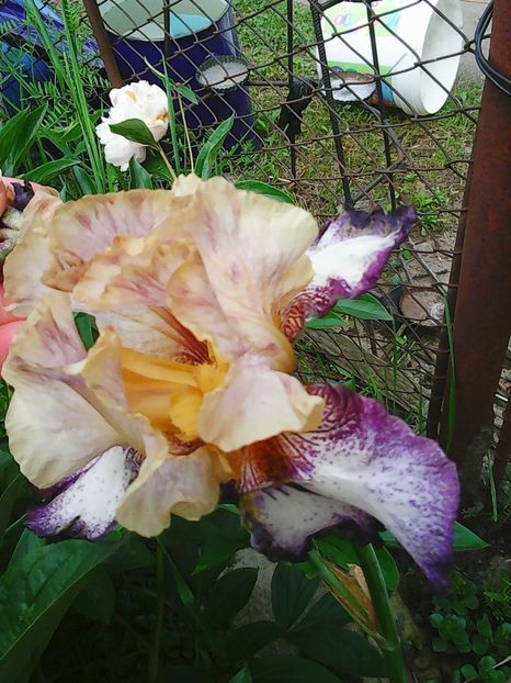 Photo0427 - Copy - Bujori 2015