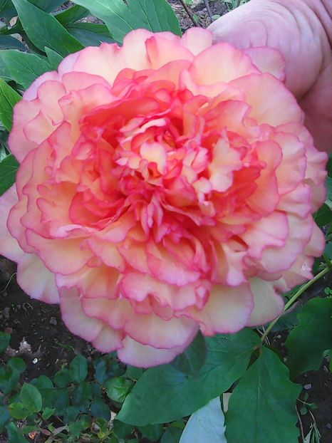 Photo0431 - Bujori 2015