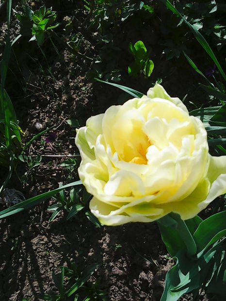 Photo0510 - Bujori 2015