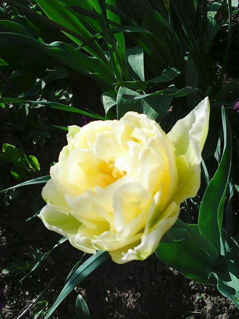 Photo0511 - Bujori 2015