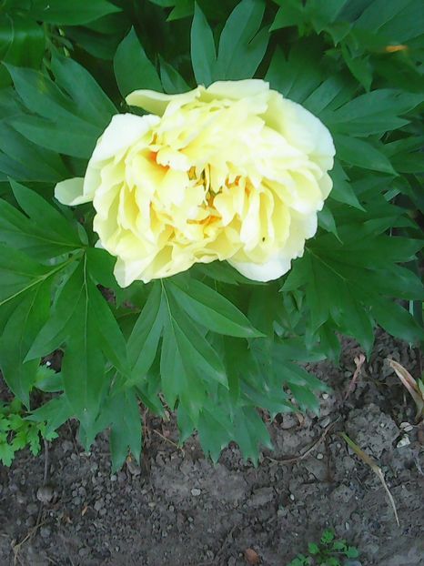 Photo0586 - Bujori 2015