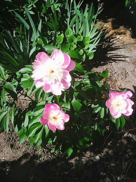 Photo0598 - Bujori 2015