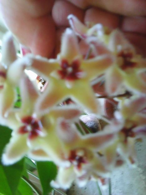 Photo0412 - Flori