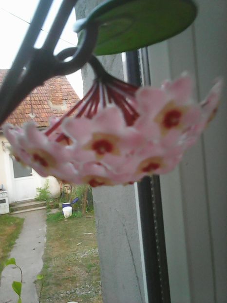 Photo0451 - Flori