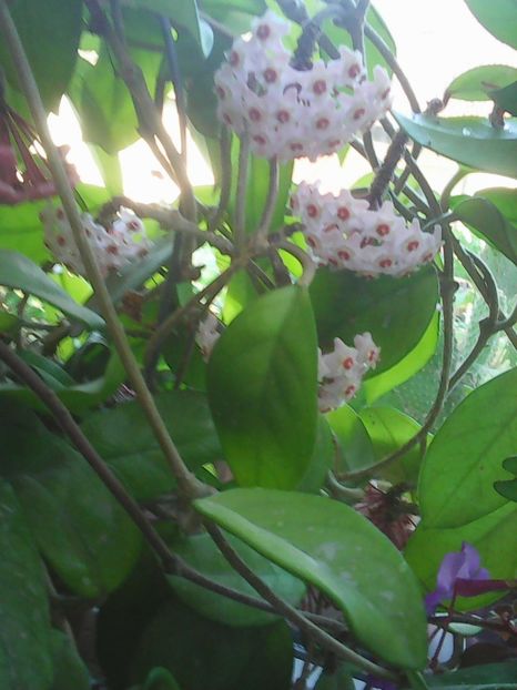 Photo0471 - Flori