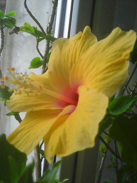 Photo0490 - Flori