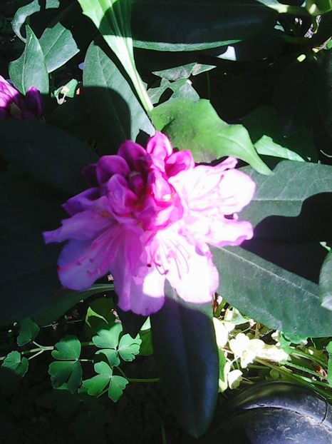 Photo0548 - Flori