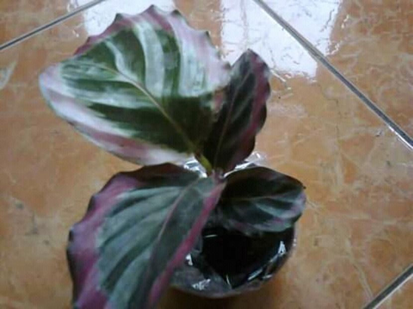  - calathea