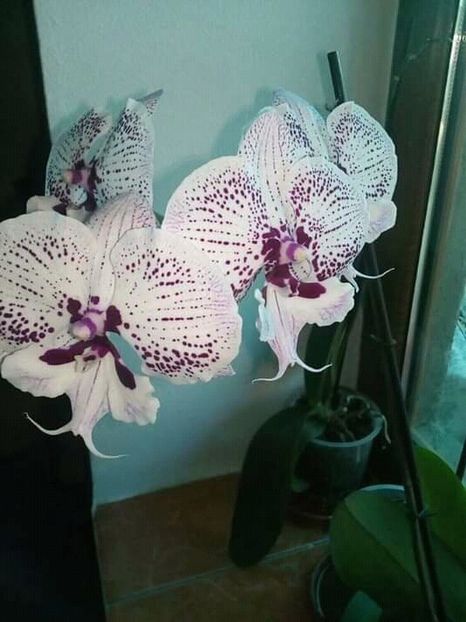  - Orhidee