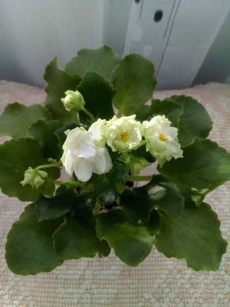 5 ian - ZZ LE Chateau Margaux