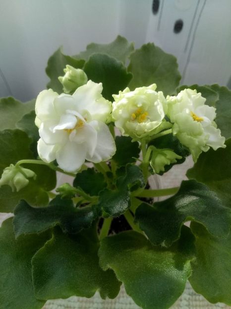 5 ian - ZZ LE Chateau Margaux