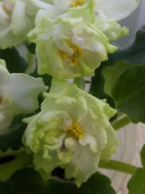 12 ian - ZZ LE Chateau Margaux