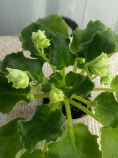 29 dec - ZZ LE Chateau Margaux