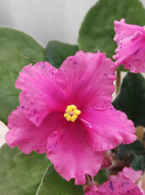 9 ian - ZZ Ethel s Wild Side