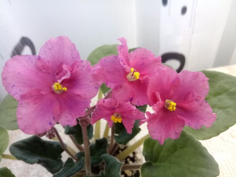 12 ian - ZZ Ethel s Wild Side