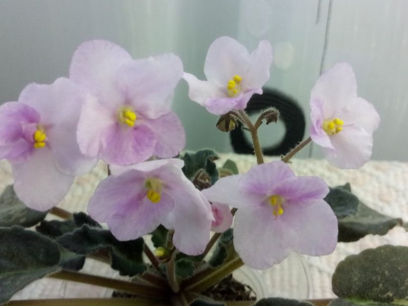 19 ian - ZZ Genetic Blush