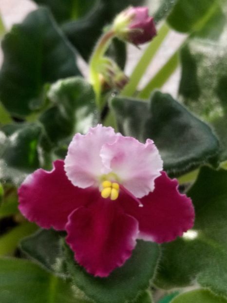 5 ian - ZZ Crimson Ice