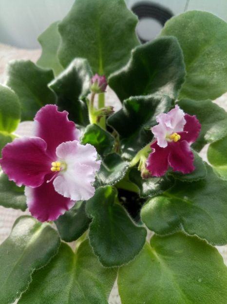 5 ian - ZZ Crimson Ice