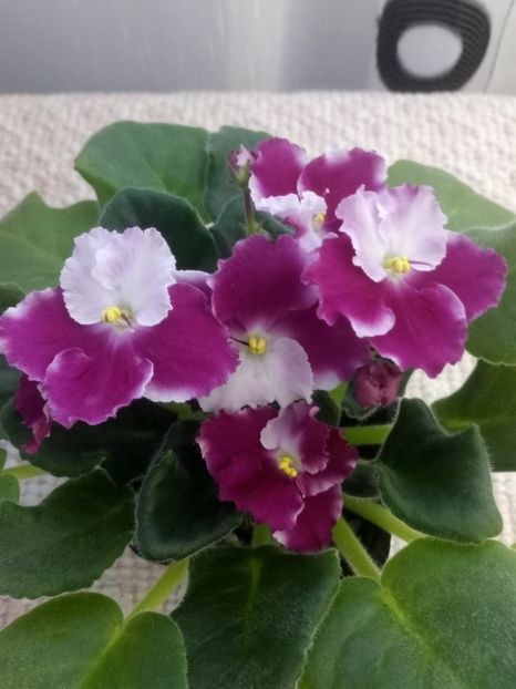 12 ian - ZZ Crimson Ice